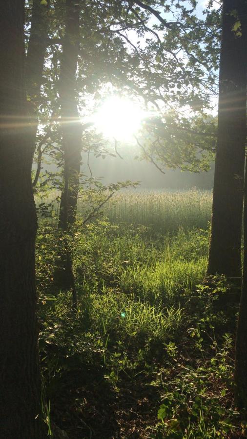 Wulft 47: Sunny 6-person With Pool In Forest *